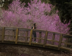 UC Davis Arboretum