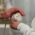 hands holding a white mouse